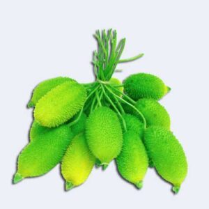 Bitter Gourd
