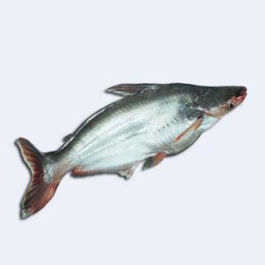 Pangasius Fish